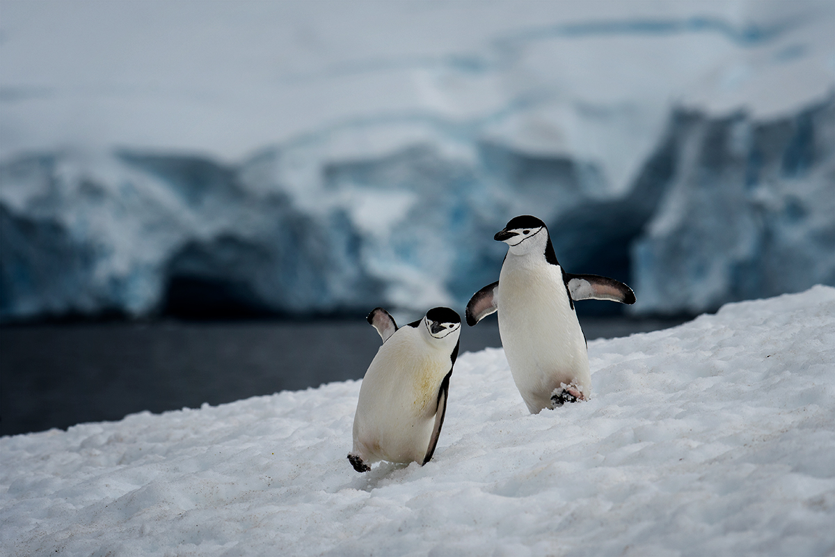 Chinstrip Penguin at Hydrurga Rocks