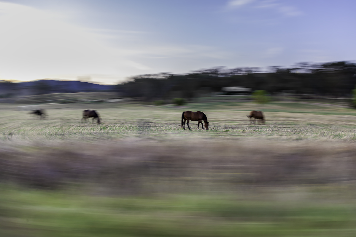 the horse in a paddock