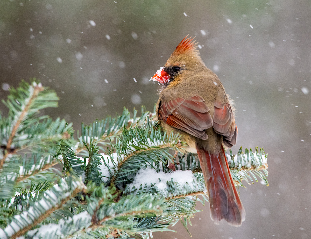 Mama Cardinal