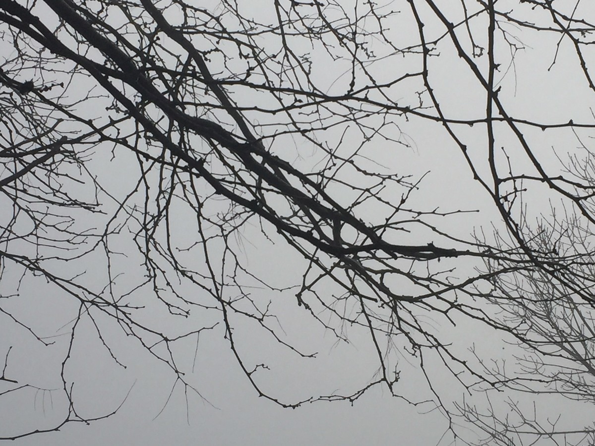 The Mist