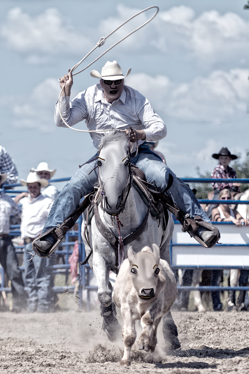 Calf roper, ropin horse and calf