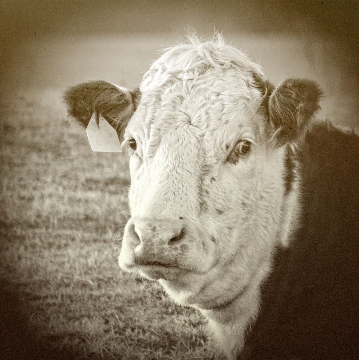 'for it is said, “God sends a curst cow short horns,” but to a cow too curst, he sends none'