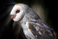 Barn Owl