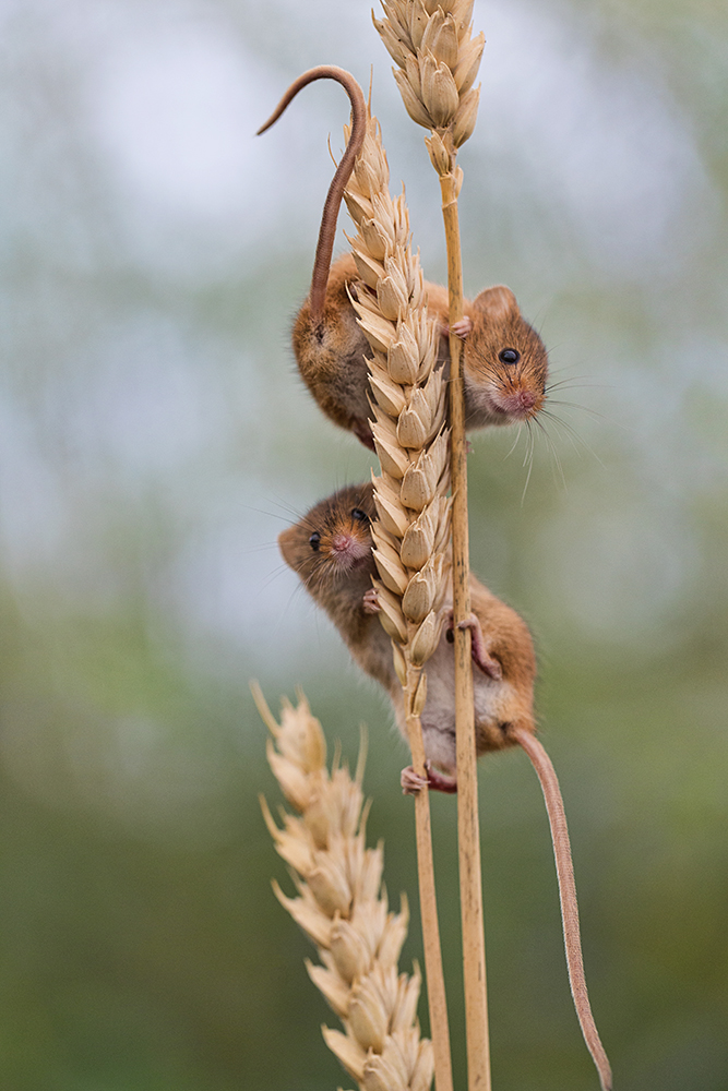 Circus mice