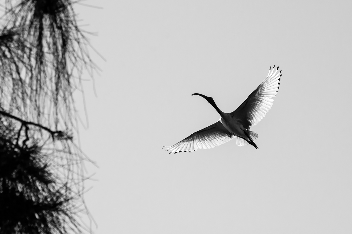 The flight of an ibis  