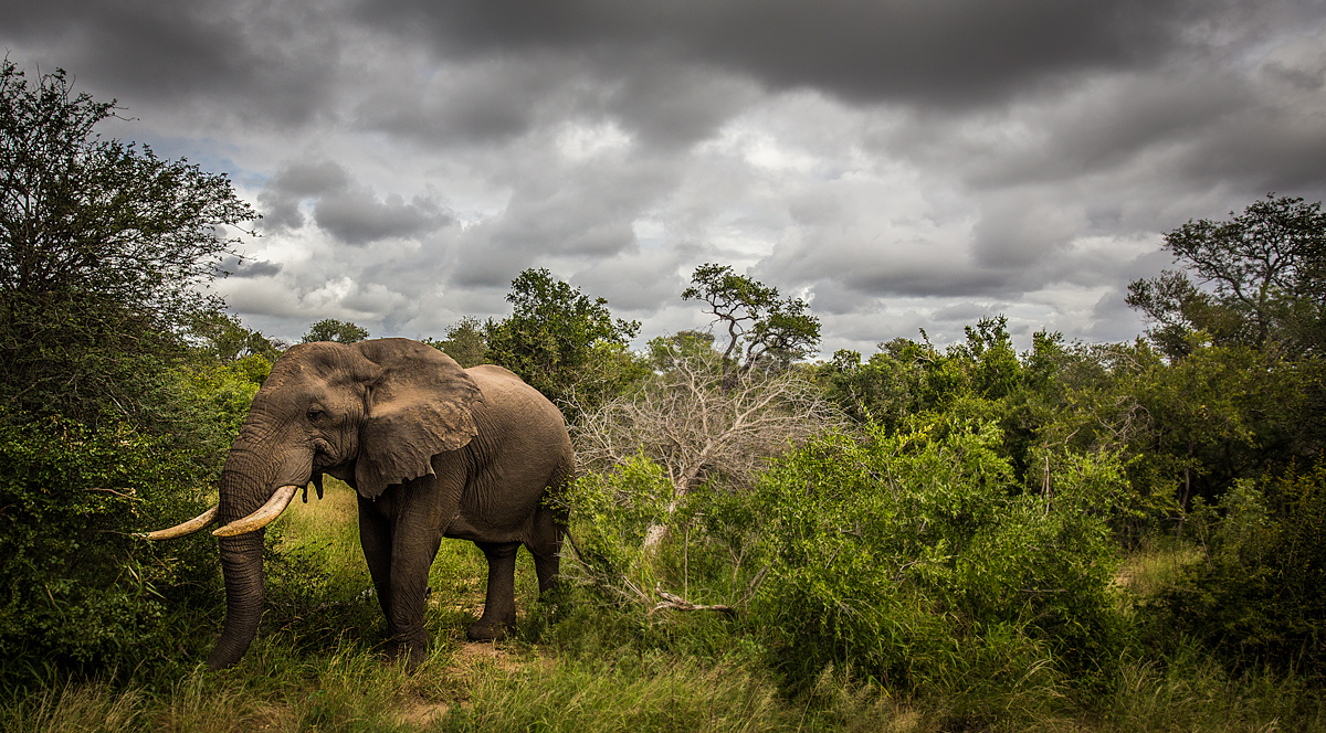 Lonely Elephant