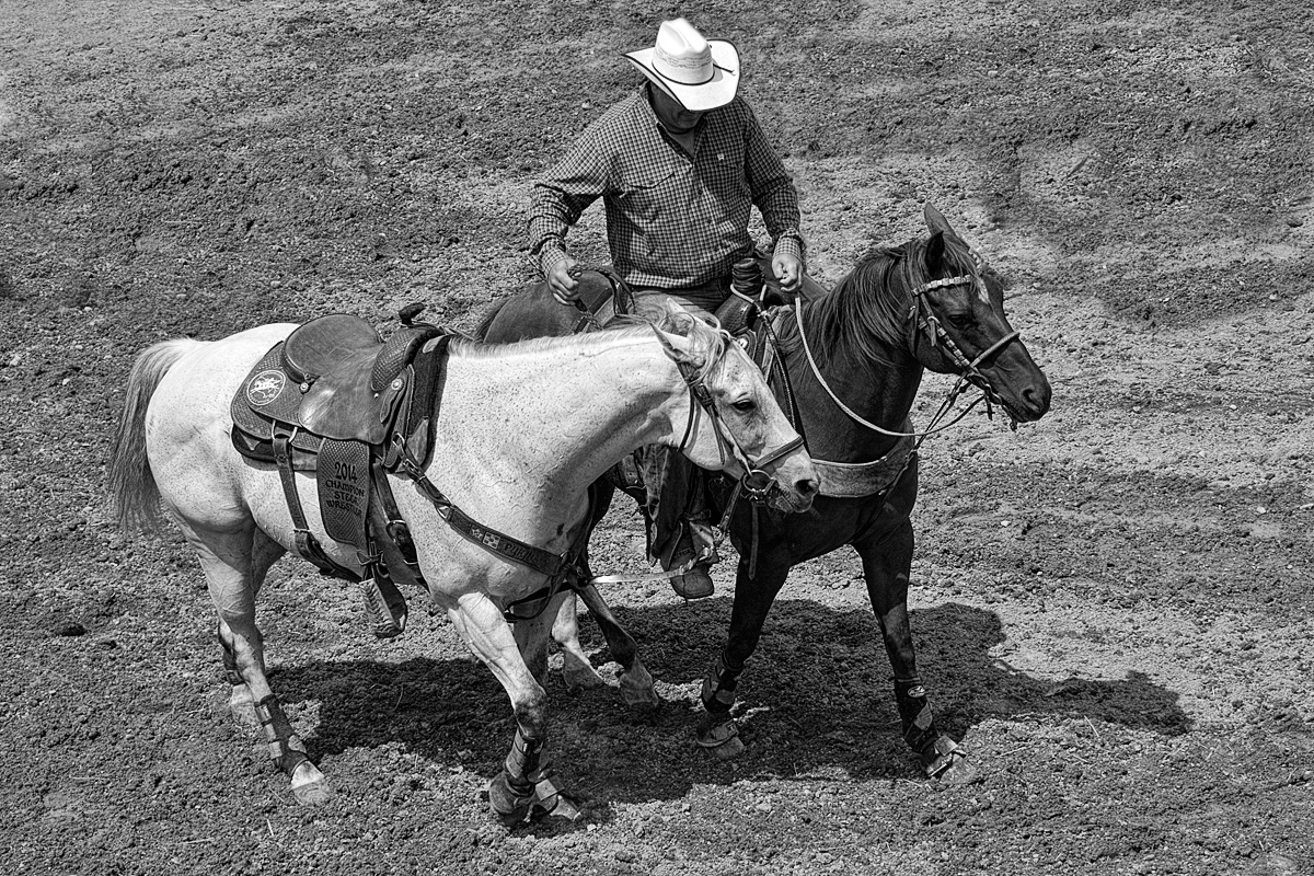 Steer roper's horse