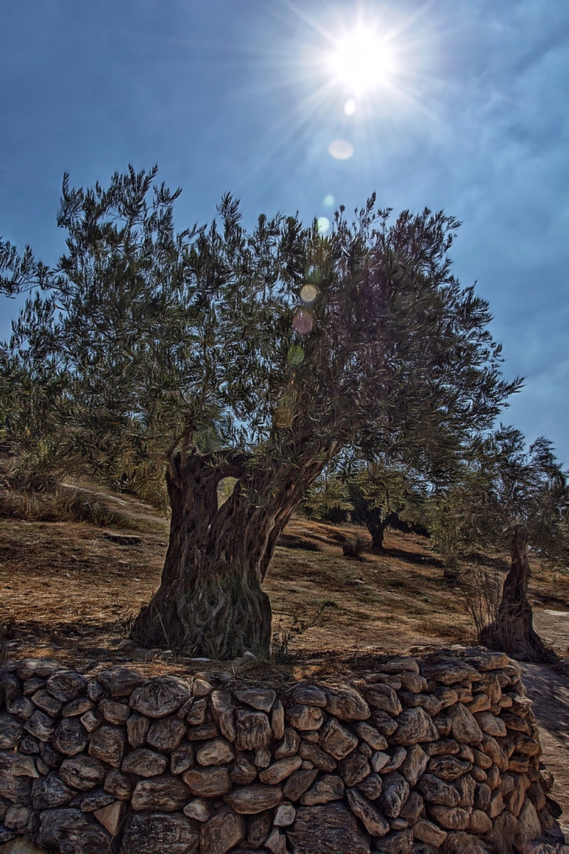 High Noon in the Olive Grove