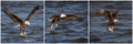Eagle Fishing In 1 Second