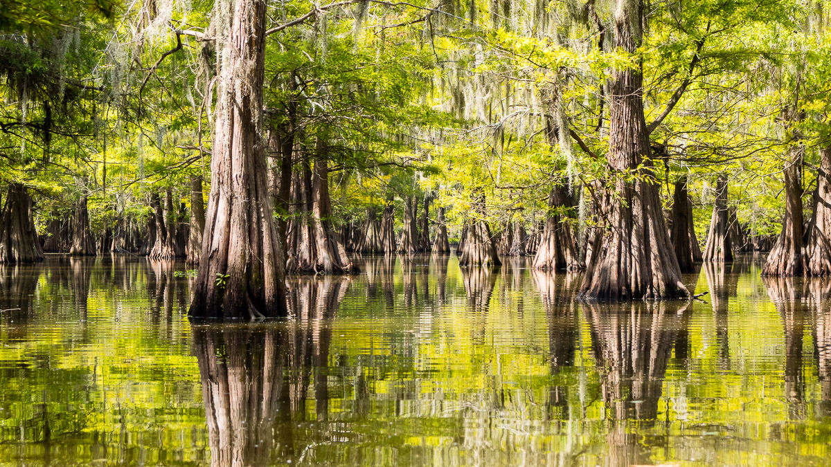 Cypress Reflected