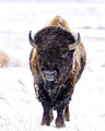 Bison in the Snow