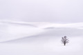 Winter Solitude in Yellowstone
