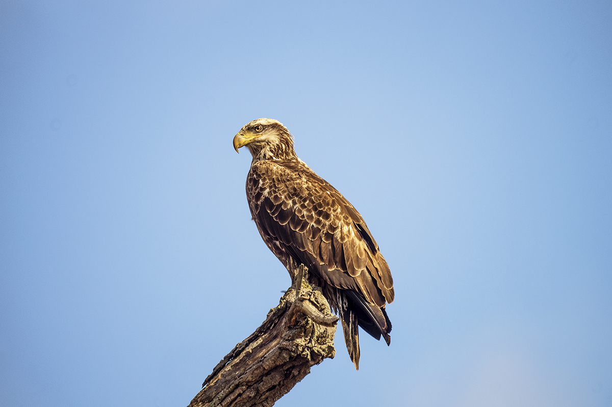 Bald Eagle - Cold Spring, NY