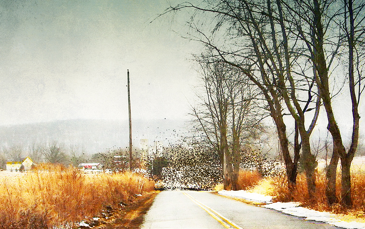 Redwing Blackbird Roadblock