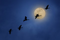 Full Moon and Geese