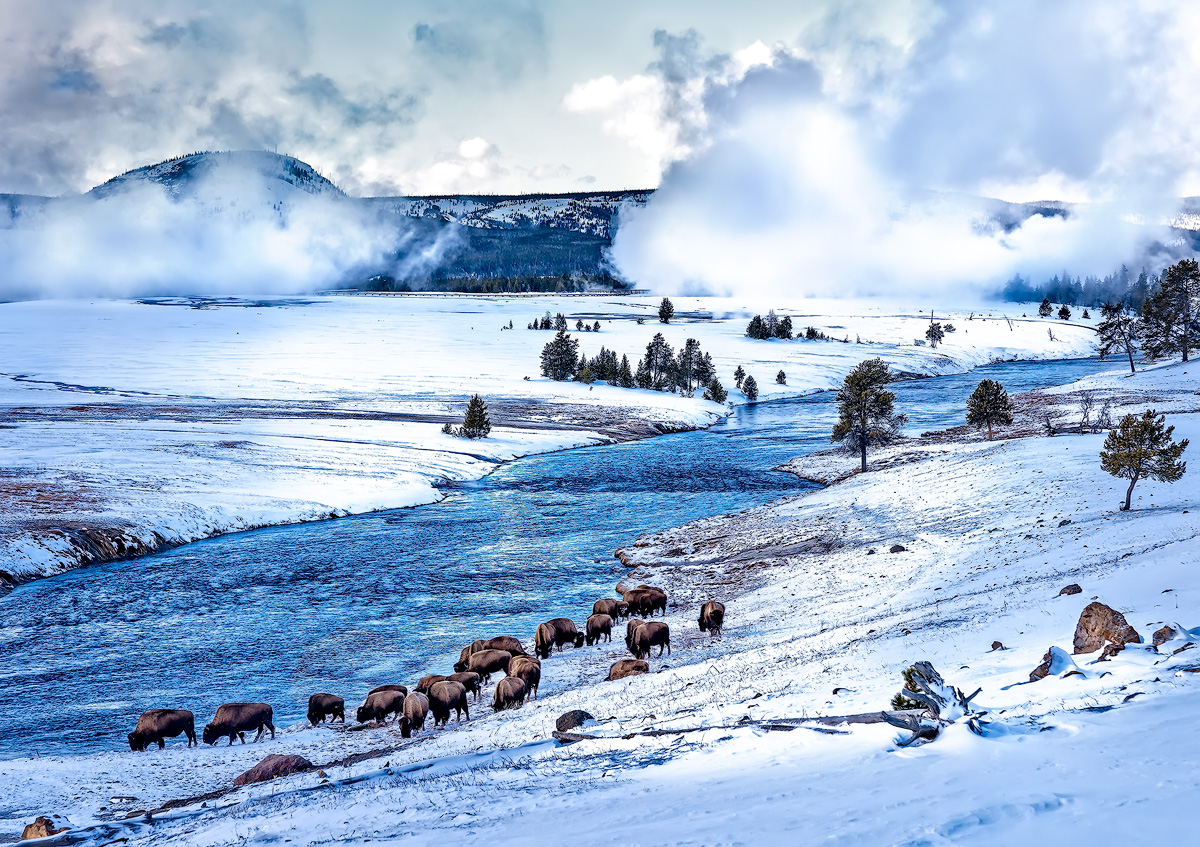 Bison on the Firehole River - Yellowstone