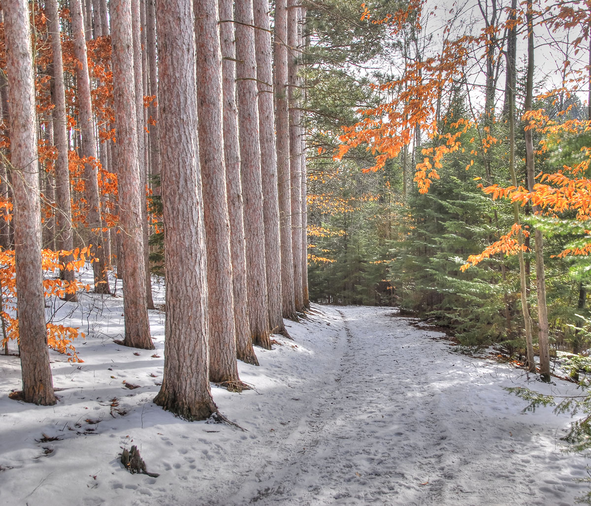 Winter Woods 