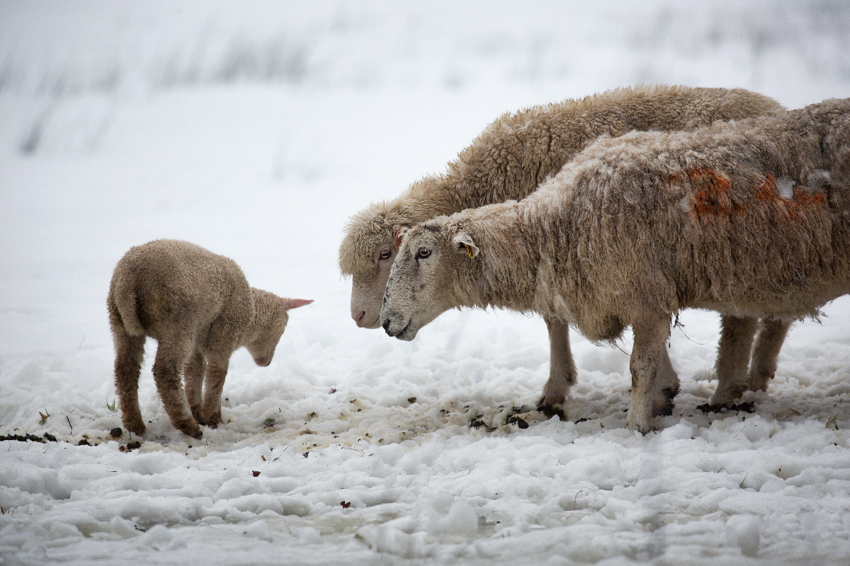 Attentive parents