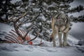 Hungry Wolf