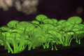 Nature's Wonder: Bioluminescent Fungi 