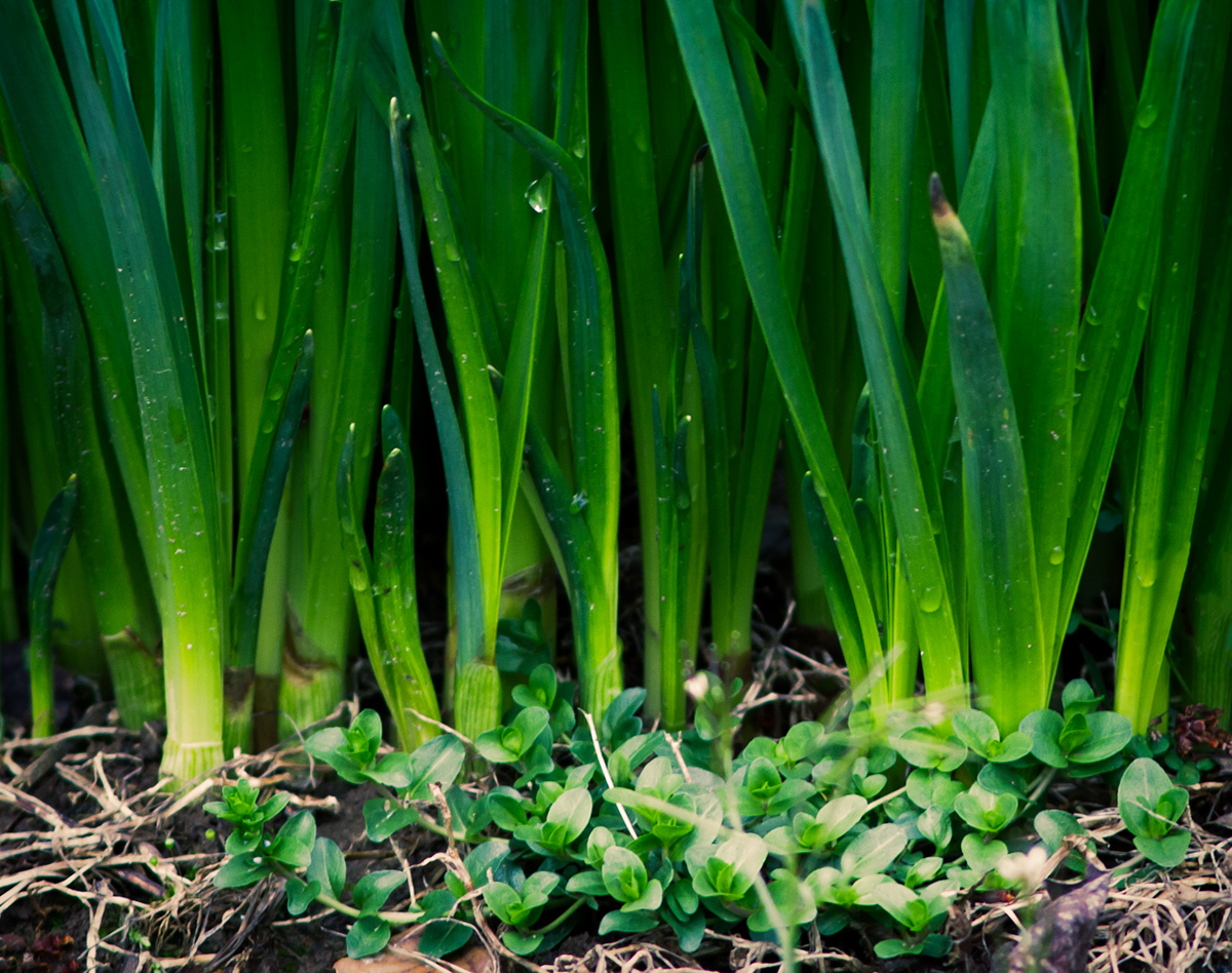 Daffodils