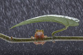 I got my umbrella.