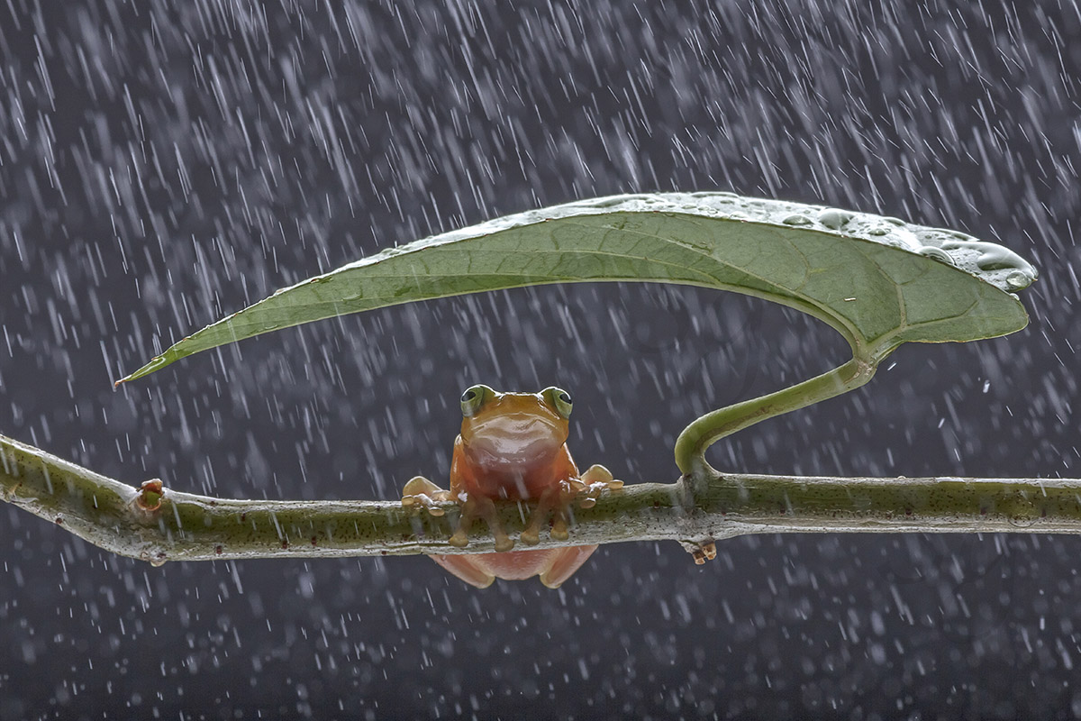 I got my umbrella.
