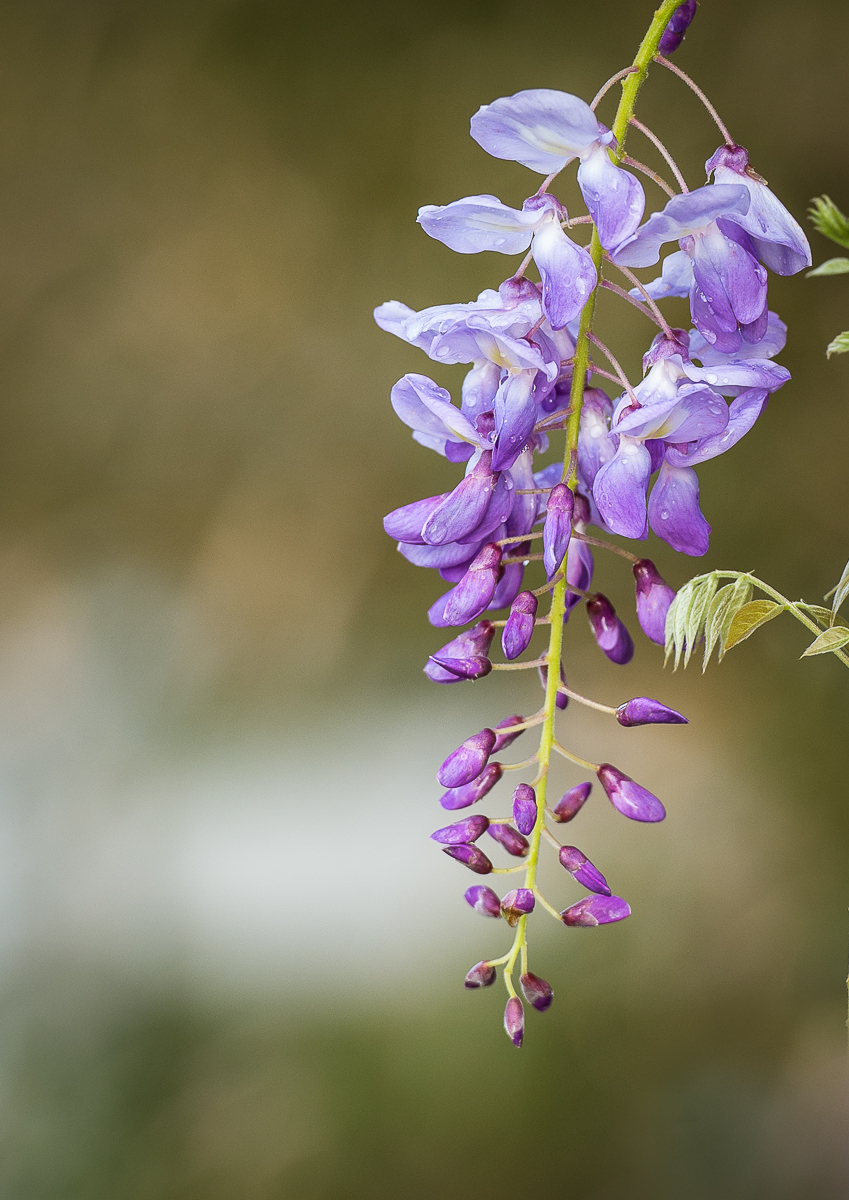 Wisteria.