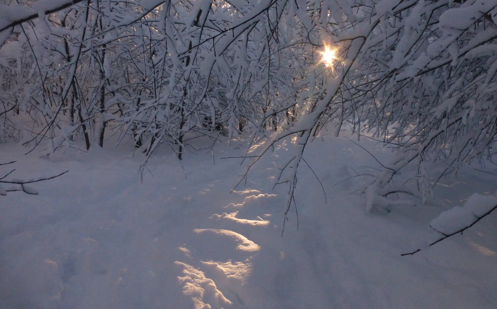 Late Winter Sunrise