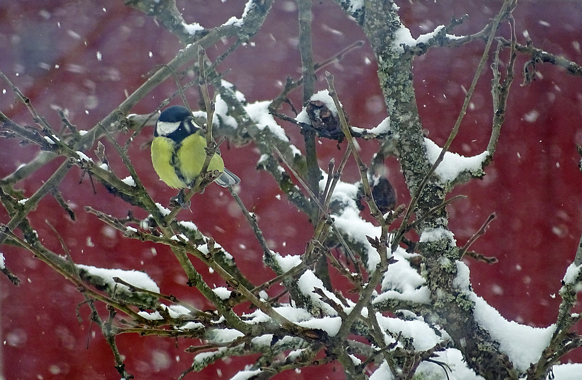 Tit in Snowy Weather