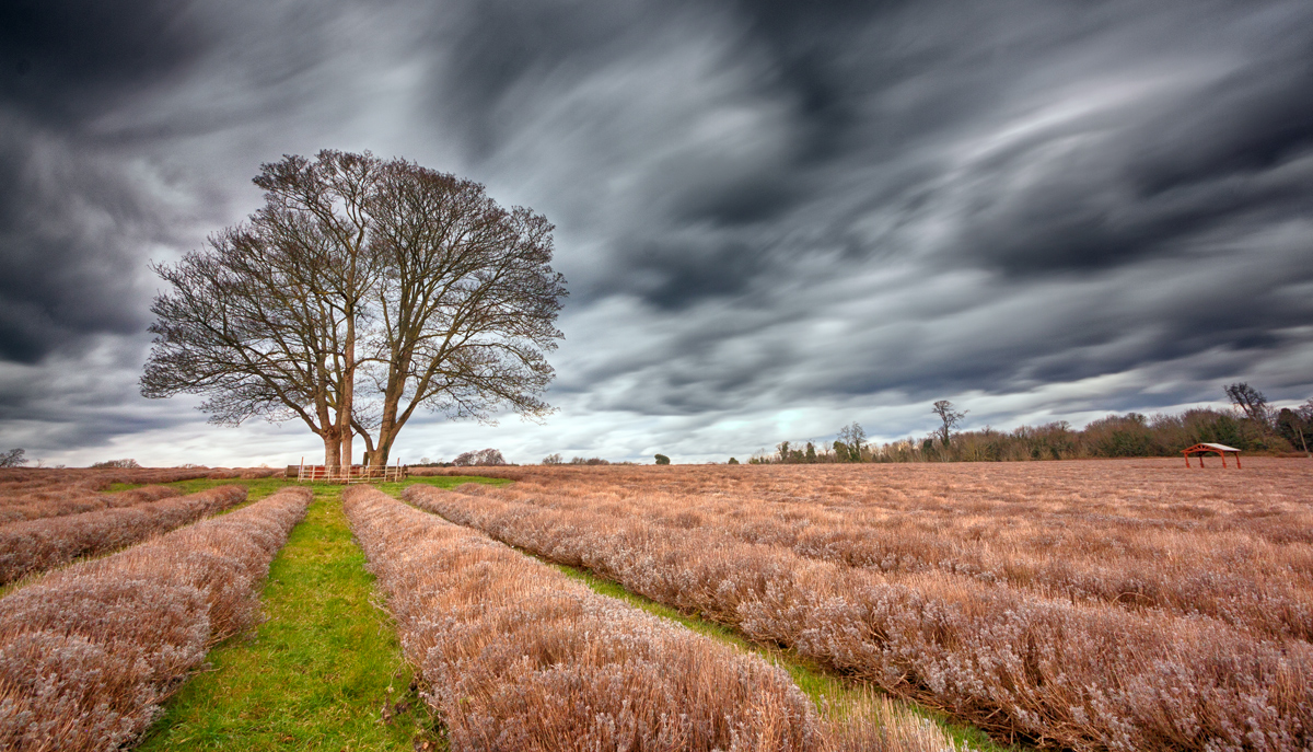 Lavender Field