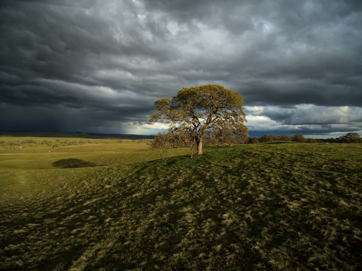 Trees by Joyce Kilmer