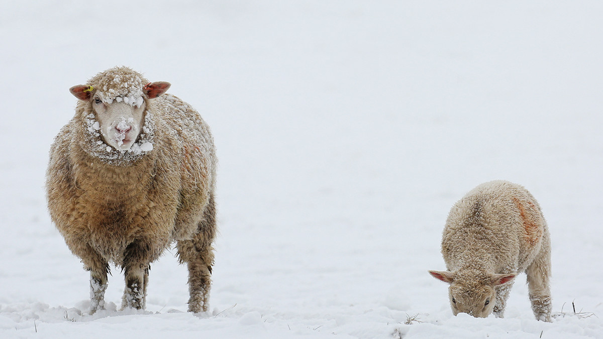 Sheep in Winter