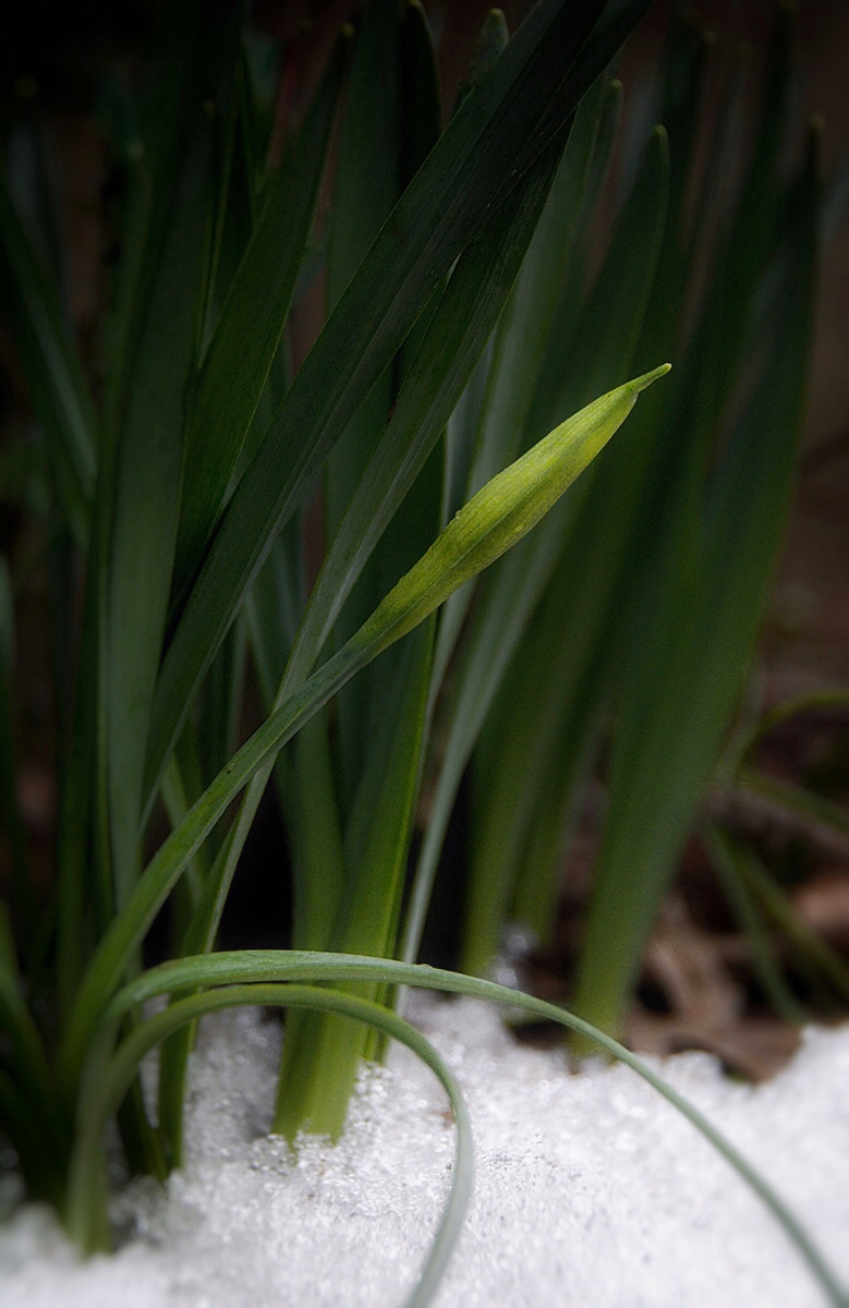 Narcissus Rising