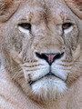 Portrait of a Lioness