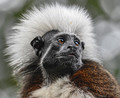 Cotton Top Tamarin