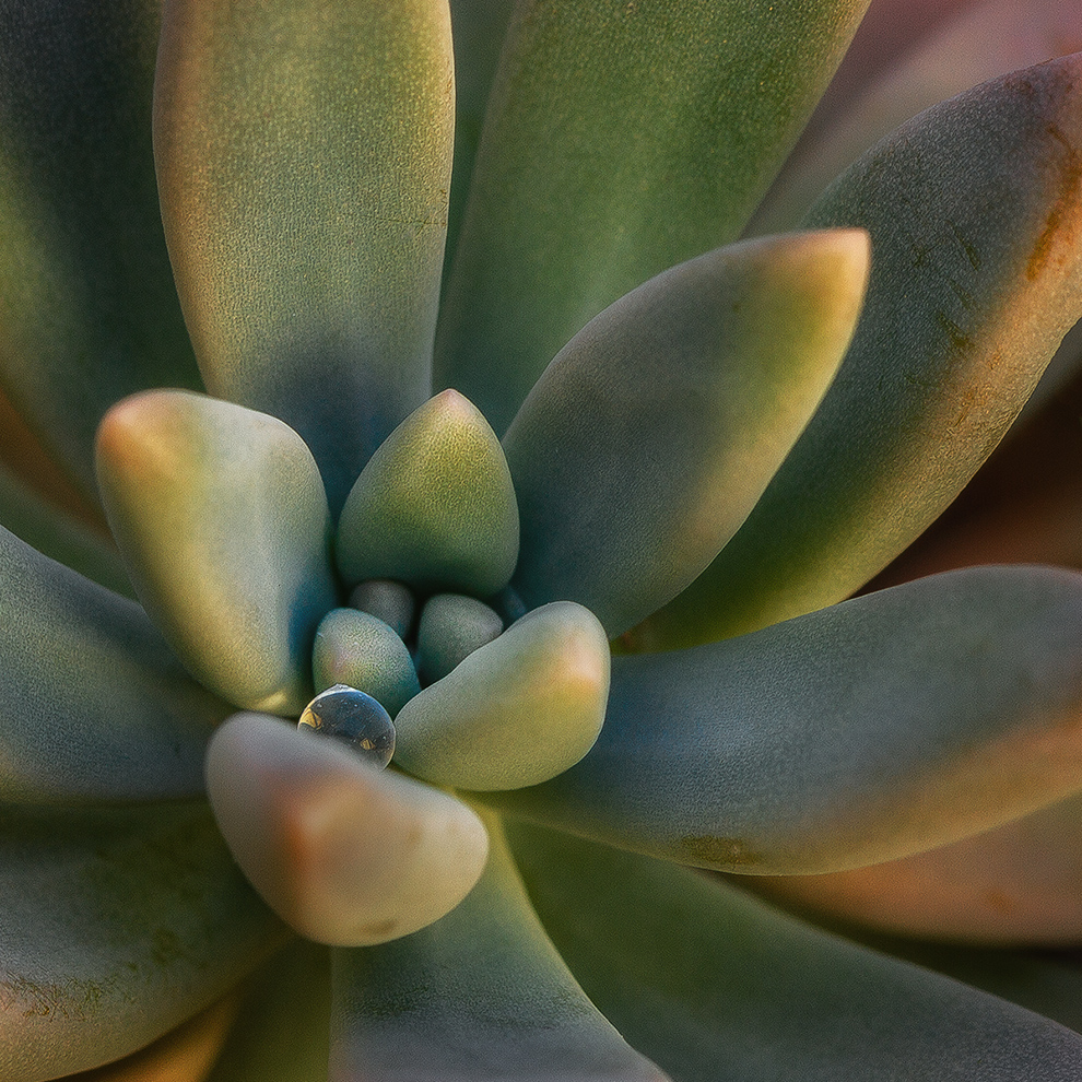Succulently Filled