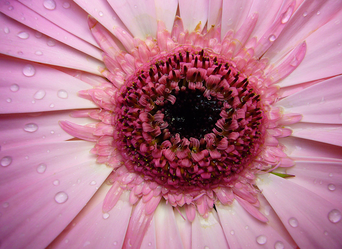 Gerbera Daisy