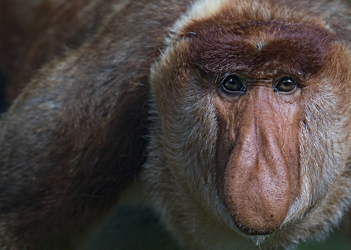 Proboscis Monkey