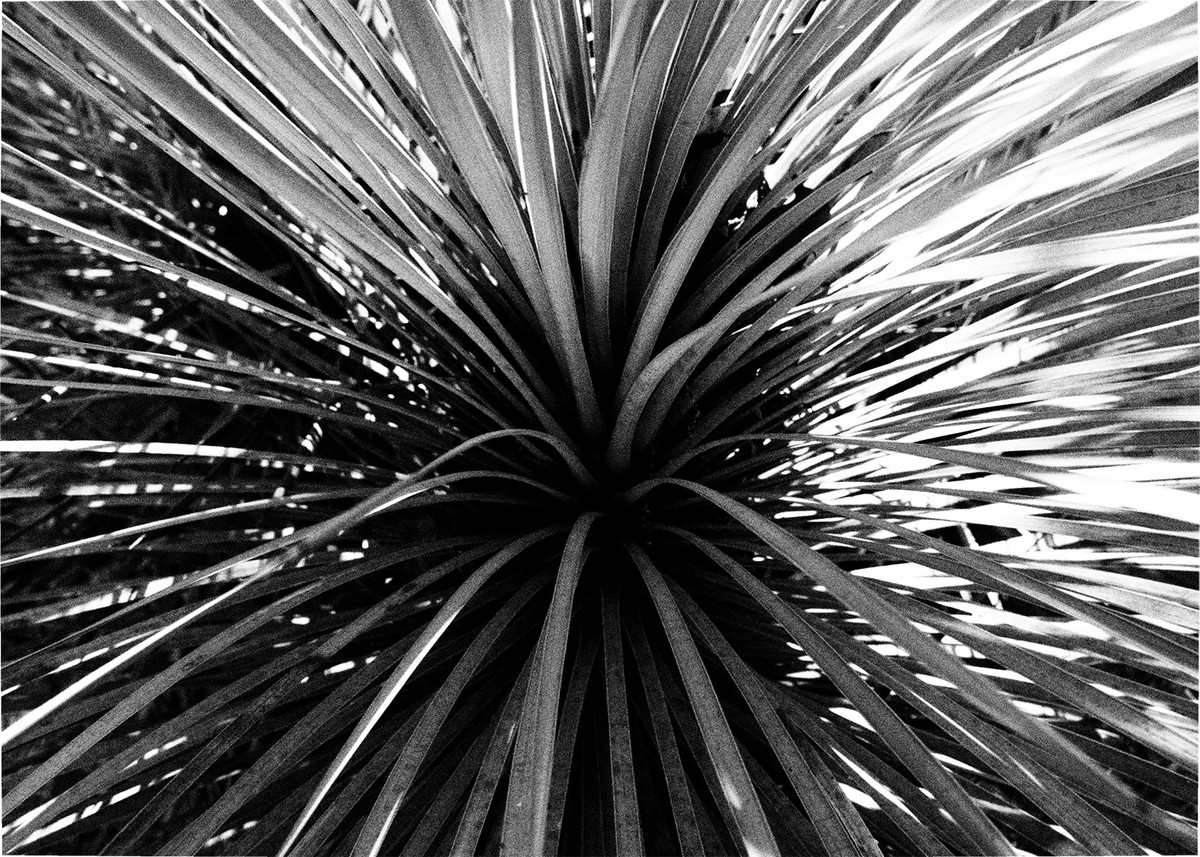 yucca