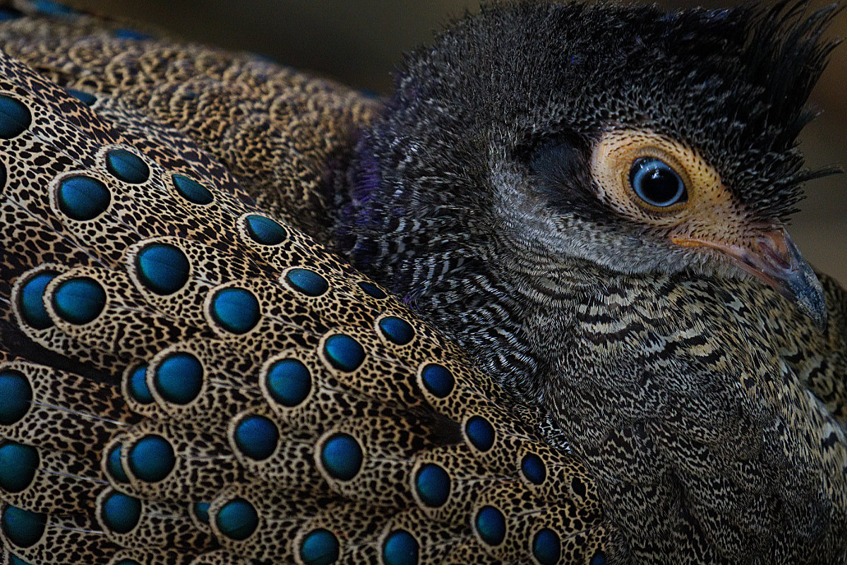 Malayan Peacock Pheasant