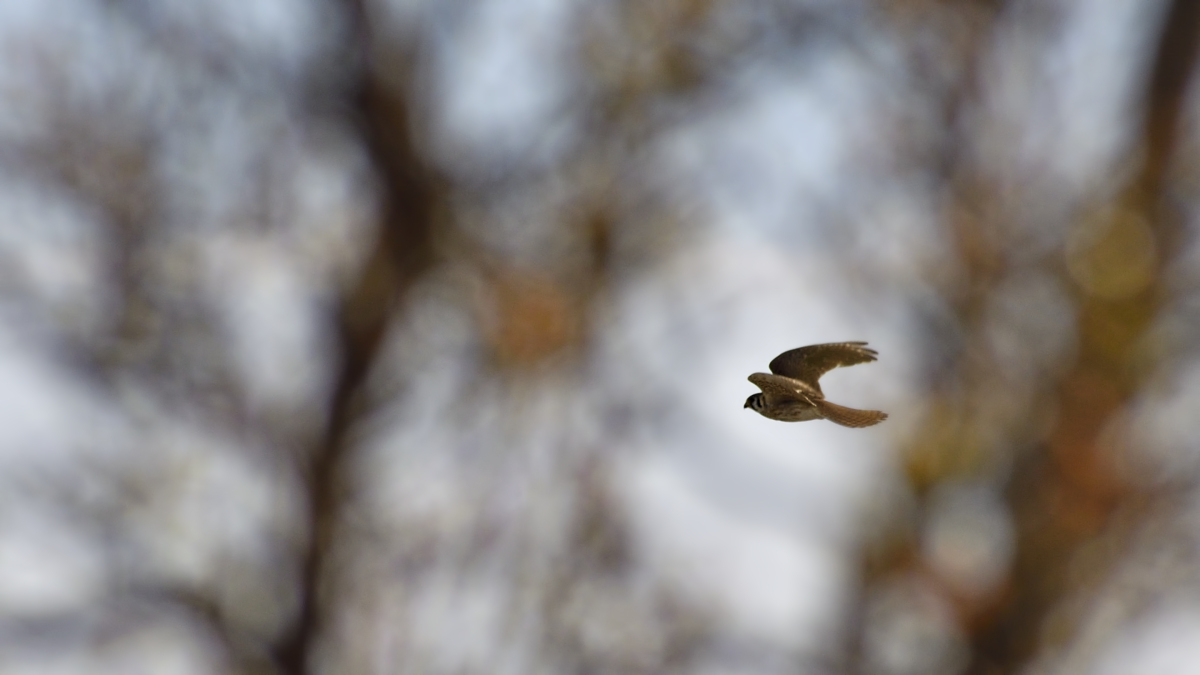 Hawk in Flight