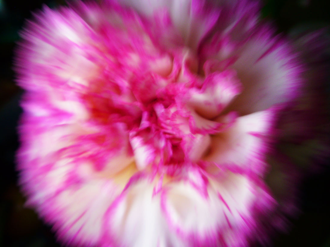 Pink & White Carnation