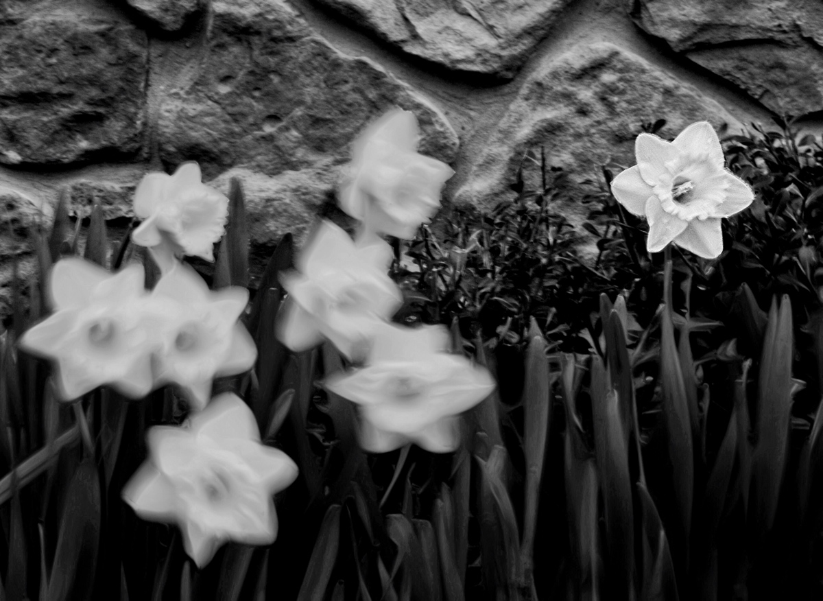 Herbert cast a disdainful gaze as the others swayed enraptured by the daffodil dance.