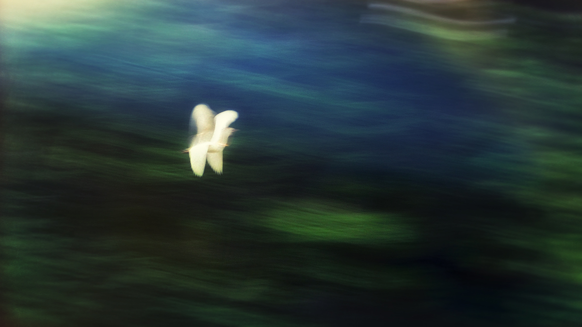 Flight of the Egret