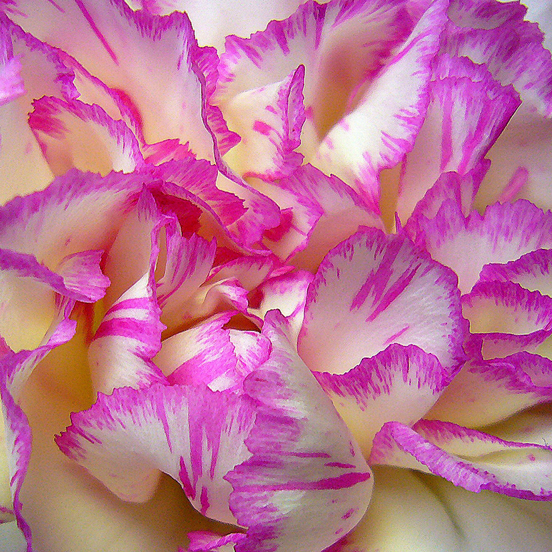 White & Pink Carnation