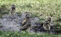 Baby Burrowing Owls
