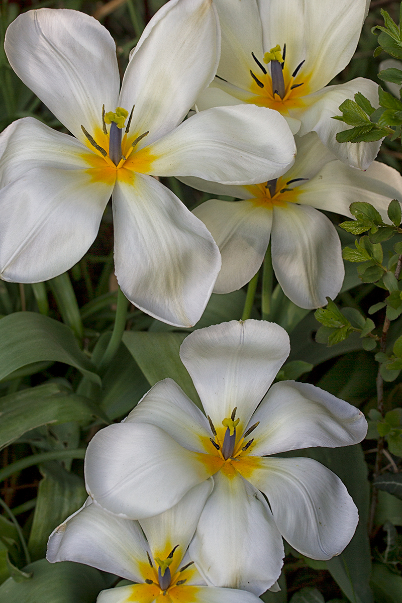 White flowers