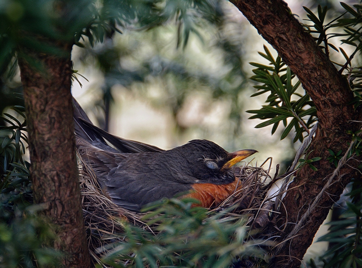 Spring Siesta