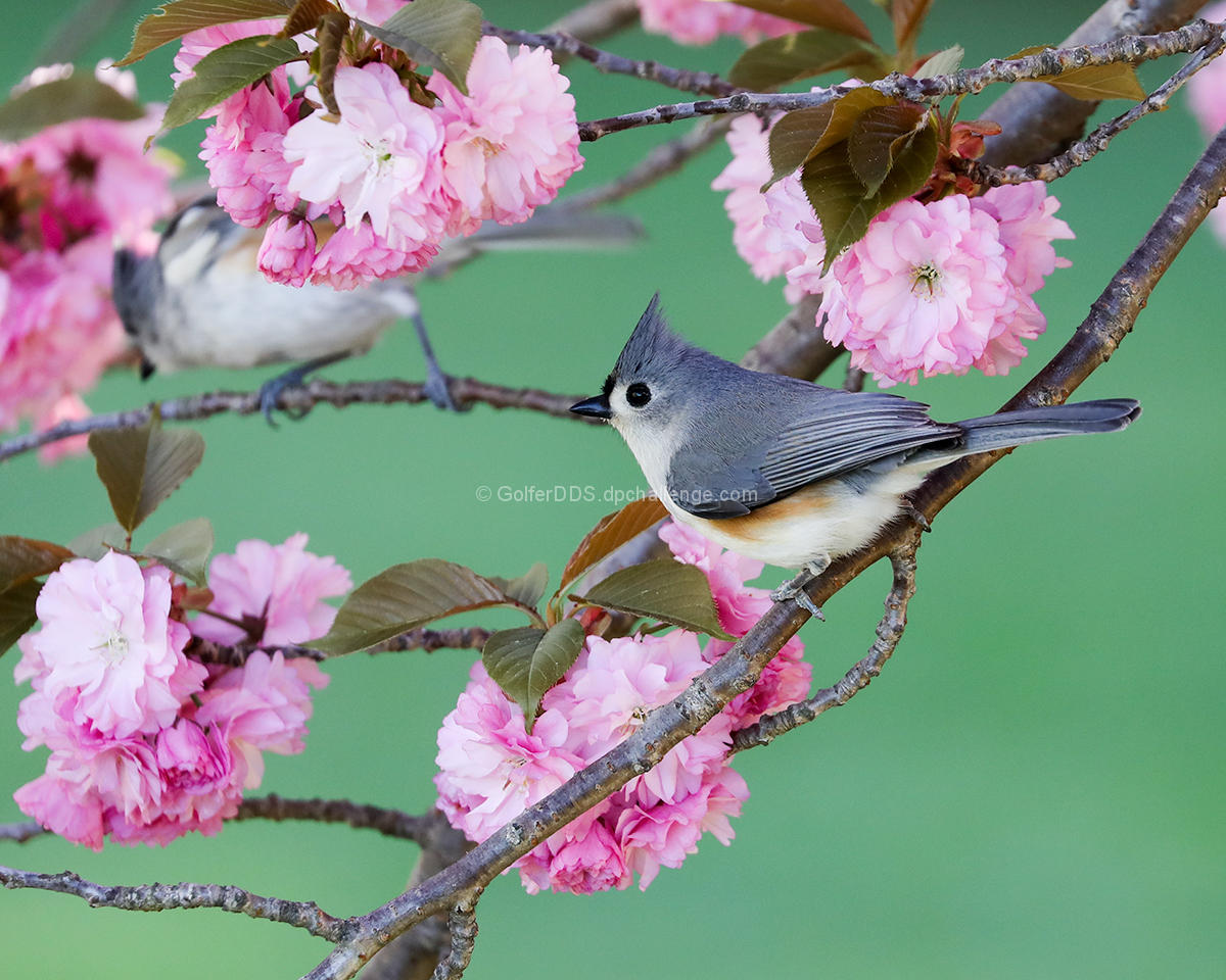 Spring In Bloom